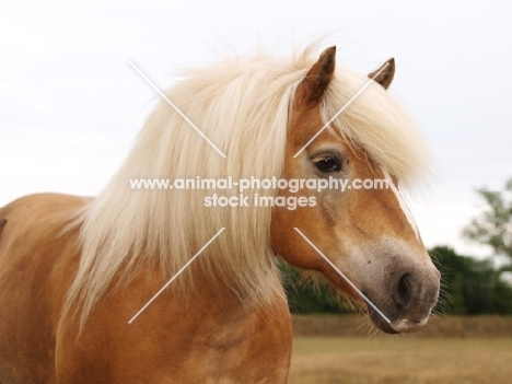 Haflinger