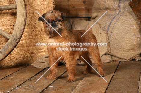 Griffon Bruxellois in barn