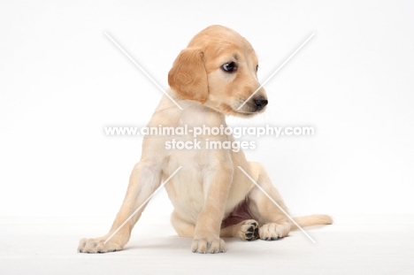 cute Saluki puppy sitting down