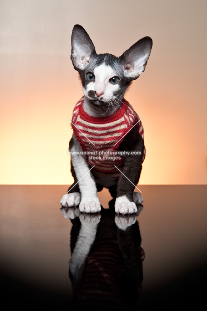 Peterbald kitten wearing a top