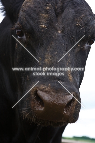 black Aberdeen Angus