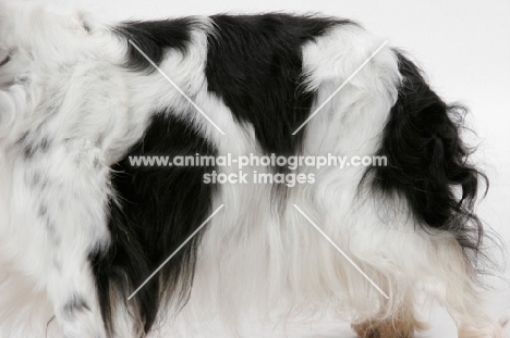 King Charles Spaniel, coat detail