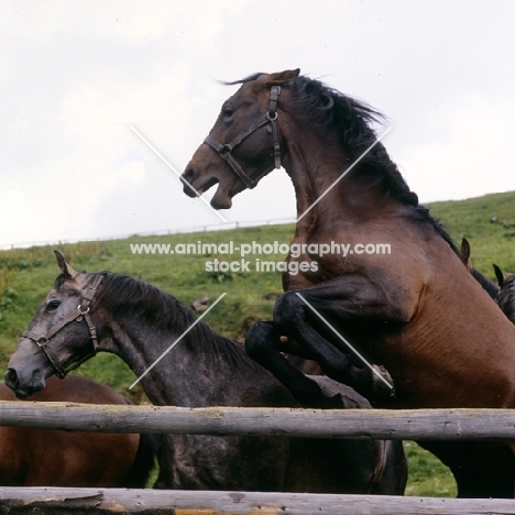 2 lipizzaner colts mock fighting, at stubalm, piber