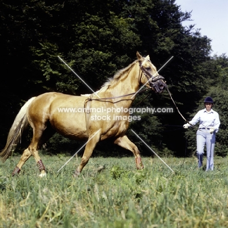 lungeing palomino horse