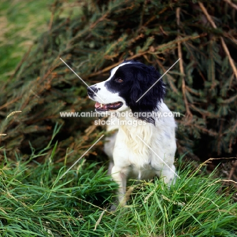 working type english springer spaniel standing near pine branches