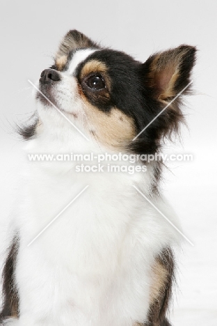 Champion Longhaired Chihuahua (tri-colour), looking up