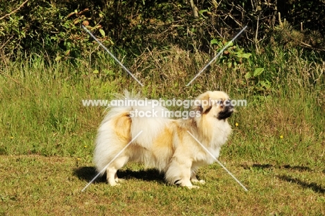 Tibetan Spaniel posed