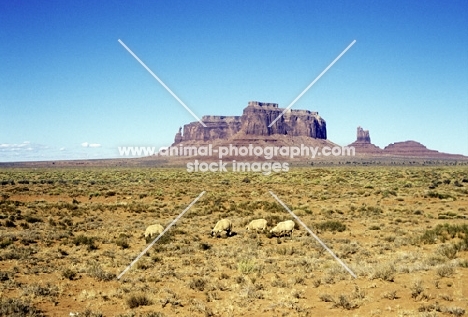 navajo-churro sheep in monument valley, usa