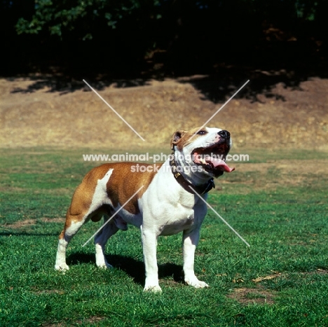 champion staffordshire bull terrier looking up 