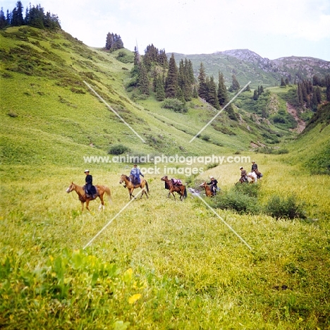 six kirghiz horses in Kyrgyzstan