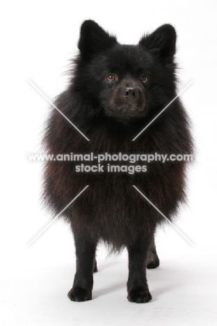 German Spitz(Mittel), Australian Champion