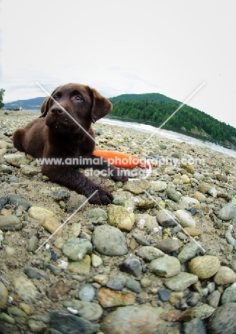 Chocolate Labrador Retriever puppy lying on the beach.