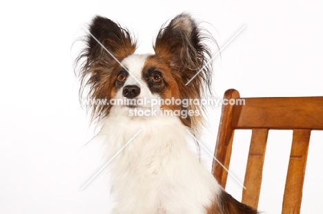 Papillon looking up