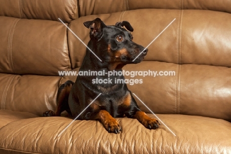 Miniature Pinscher lying on sofa