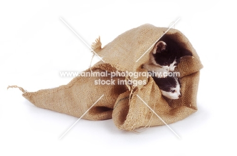 two black and white kittens in a jute bag