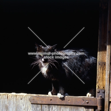 black cat with white markings on stable door