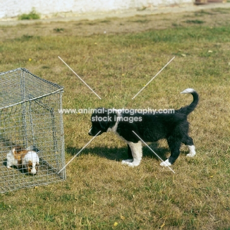 border collie puppy eyeing guinea pig
