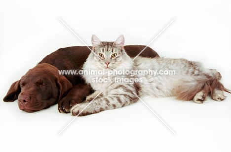 Chocolate Labrador laying next to cat