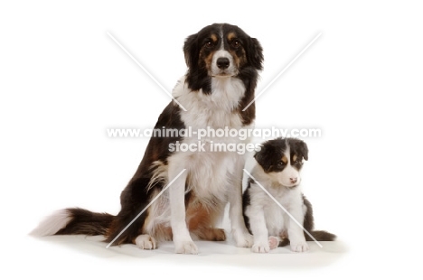 Border Collie with puppy sitting in studio