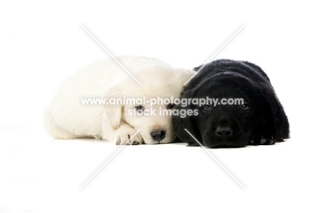 Golden and black Labrador Puppies lying isolated on a white background