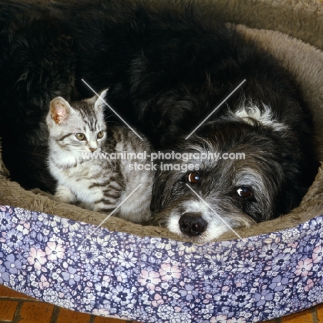 feral x kitten with border collie x  bearded collie in dog bed