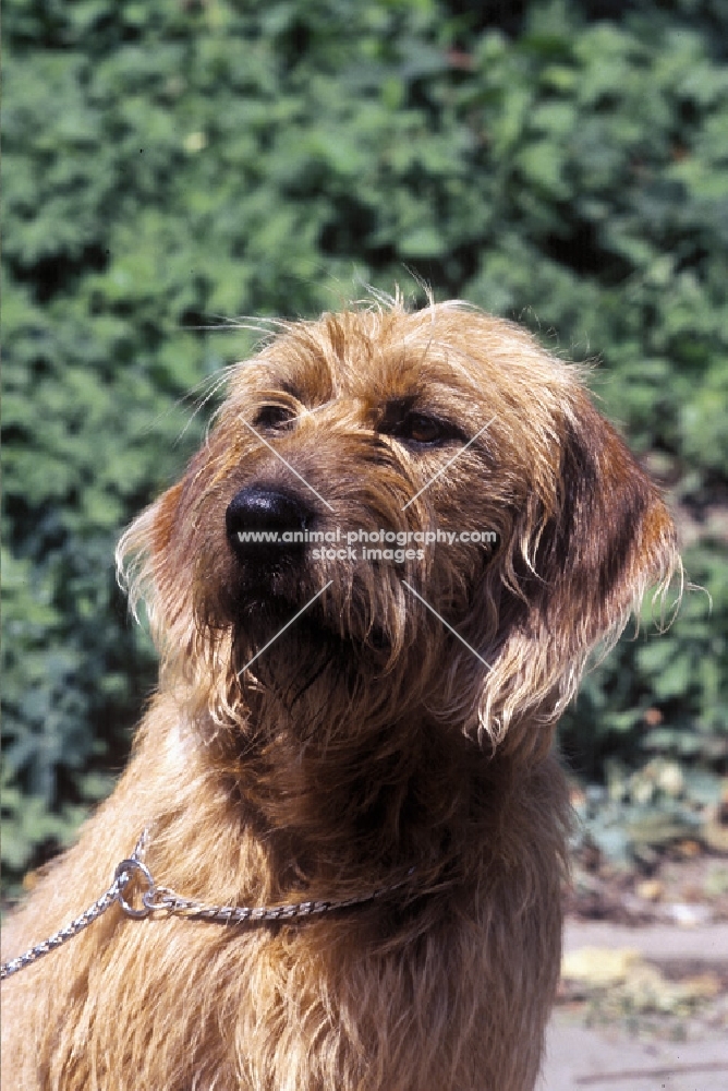 Styrian Mountain hound (aka  Steirische Rauhaarbracke)