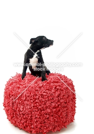 black and white American Pit Bull Terrier puppy sitting in studio