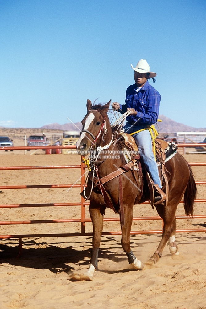 quarter horse and american indian rider at indian rodeo at mexican water, utah, usa