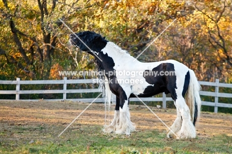 Gypsy Vanner neighing