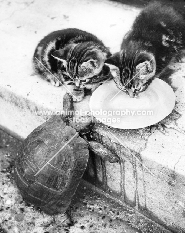 kittens drinking milk with a tortoise