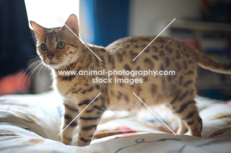 pregnant golden bengal cat standing on a bed