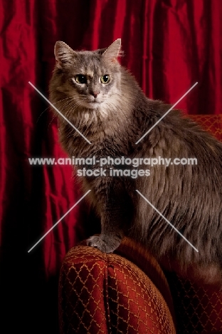 Household cat, standing on chair