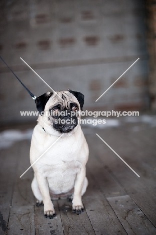 fawn Pug sitting on wooden floor