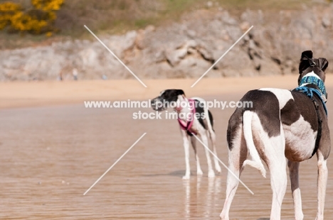 two lurchers on beach