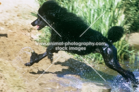 ch montravia tommy gun, crufts 1985 best in show, standard poodle leaving water