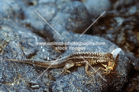 lava lizard after catching a grasshopper on lava, james island, galapagos islands