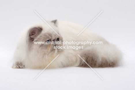 Blue Tortie Point Colourpoint cat lying down, 10 months old. (Aka: Persian or Himalayan)