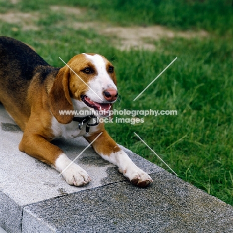 german hound, sauerlandbracke, lying down