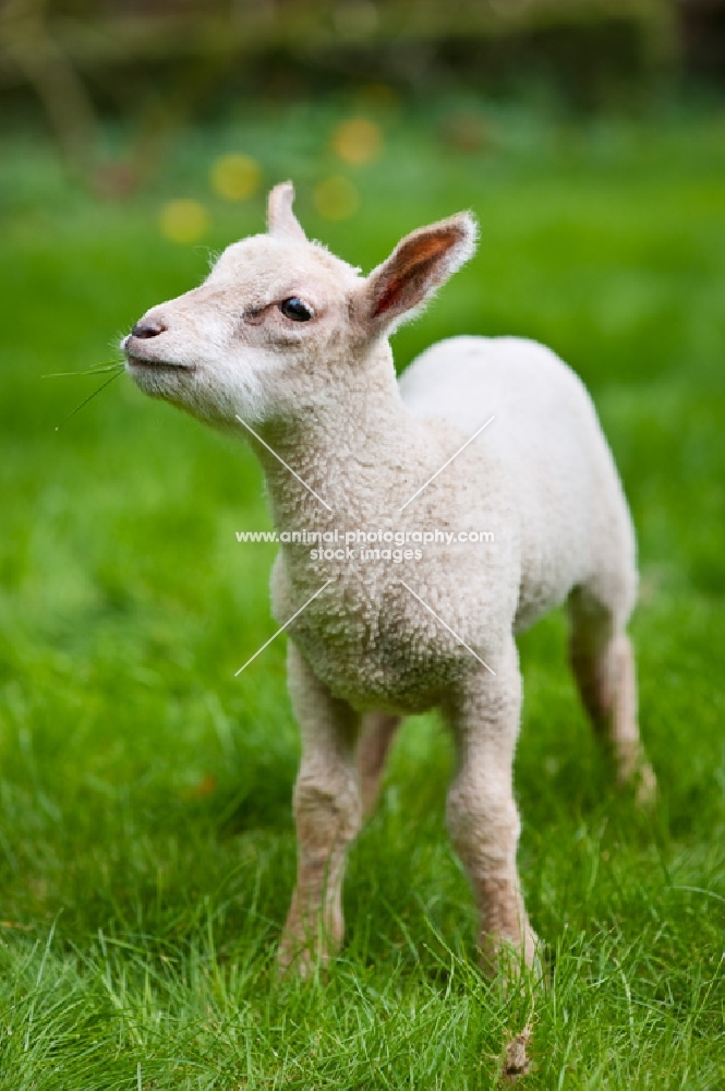 Lamb standing in a field.