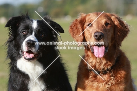 Border Collie and Golden Retriever