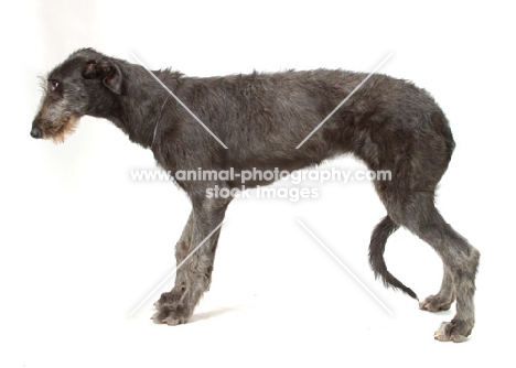 blue grey Deerhound