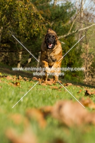 Leonberger in motion