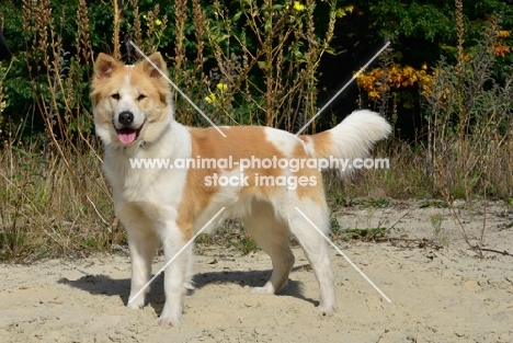 Thai Bangkaew dog standing on sandy path