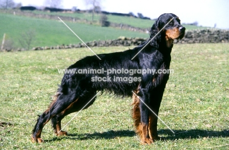 gordon setter from upperwood standing in the wind in field