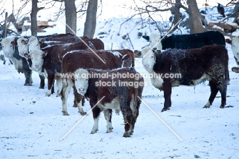 Herd of Hereford cattle in snowy pasture