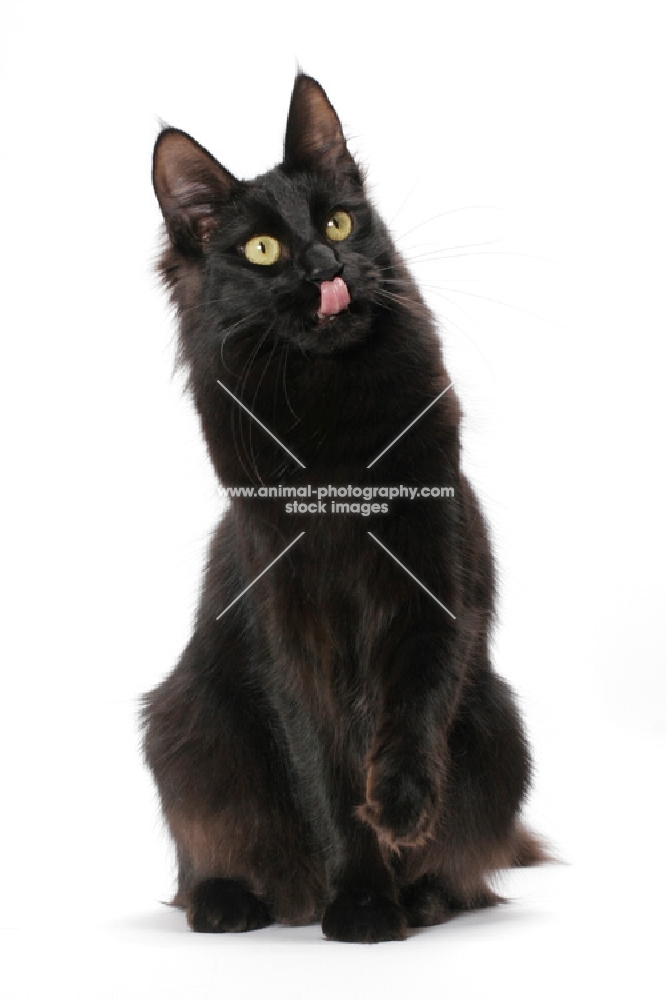 black Turkish Angora cat, licking lips