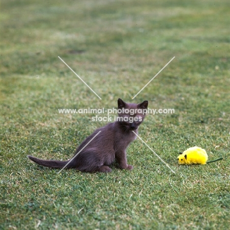 brown burmese kitten alone with toy in garden