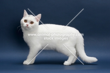 white British Shorthair on blue background, full body