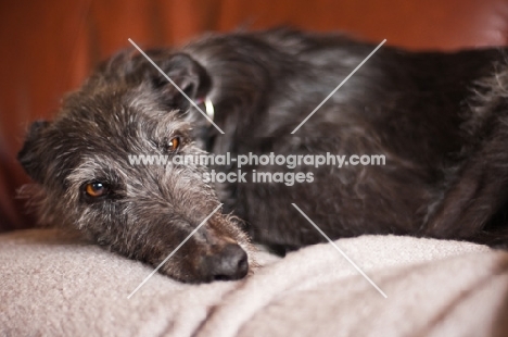 Lurcher resting