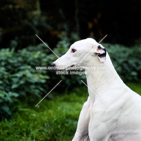 show greyhound, portrait
